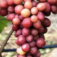 Саженец Виноград (корнесобственный) Дынька